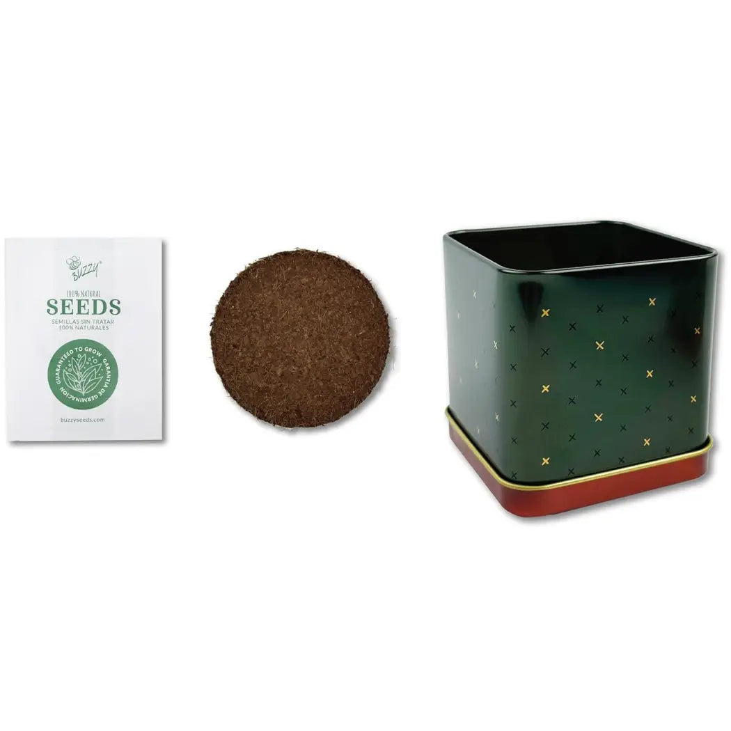 Spruce Grow Kit | Christmas Tree