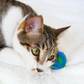 Wool Pet Toys / Fresheners - Eco Planet