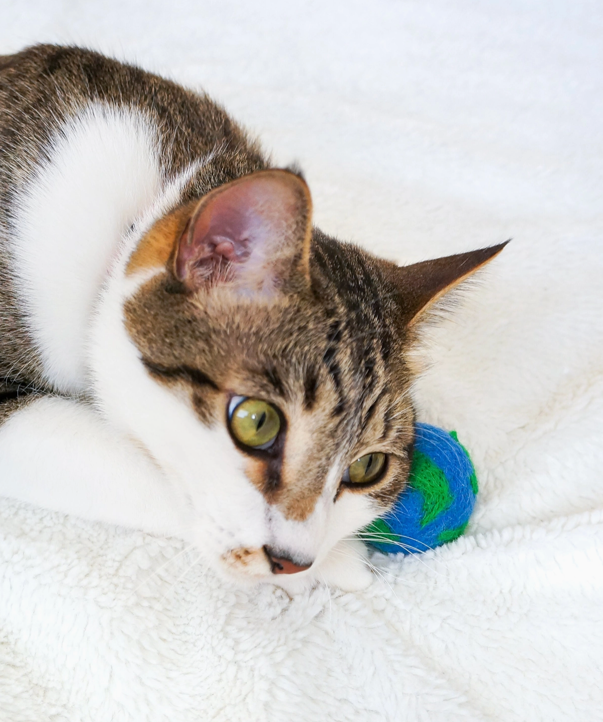 Wool Pet Toys / Fresheners - Eco Planet