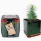Spruce Grow Kit | Christmas Tree