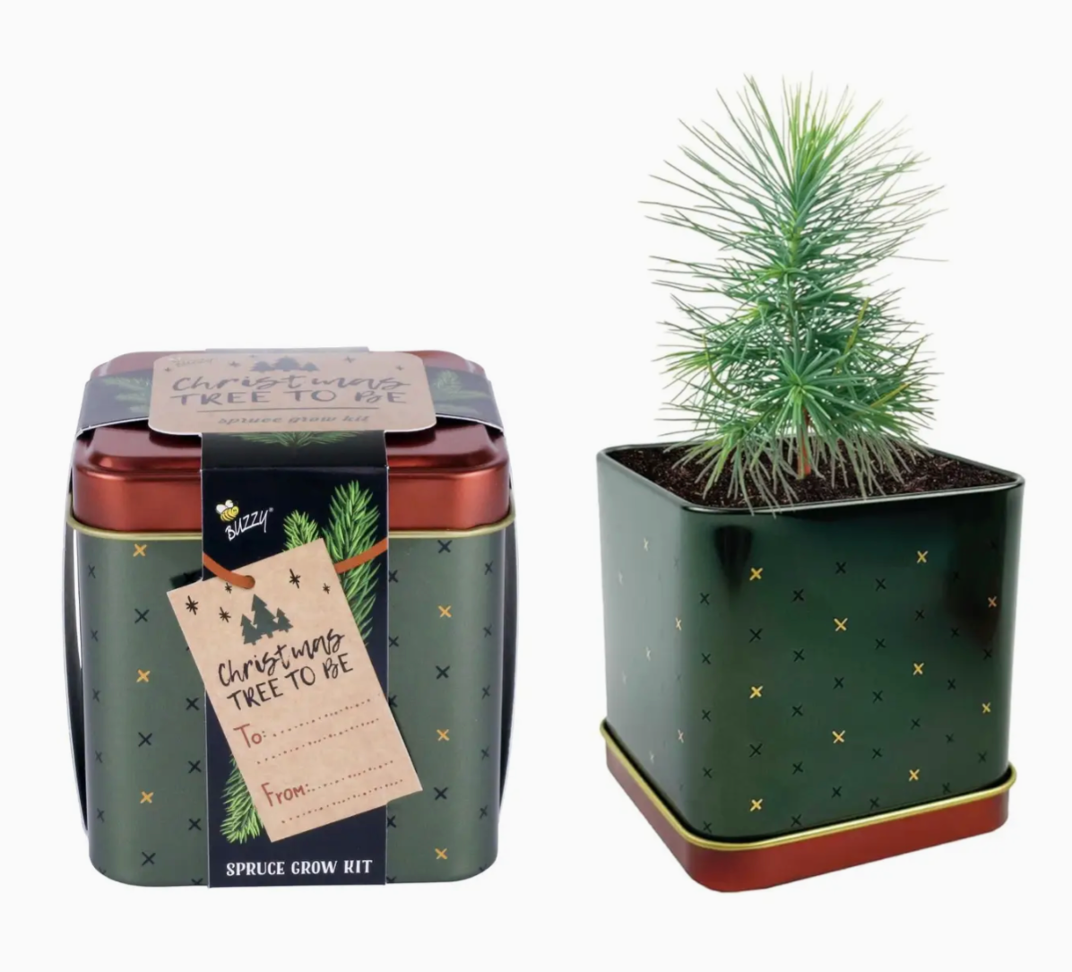 Spruce Grow Kit | Christmas Tree