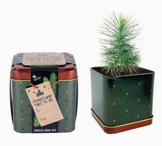 Spruce Grow Kit | Christmas Tree